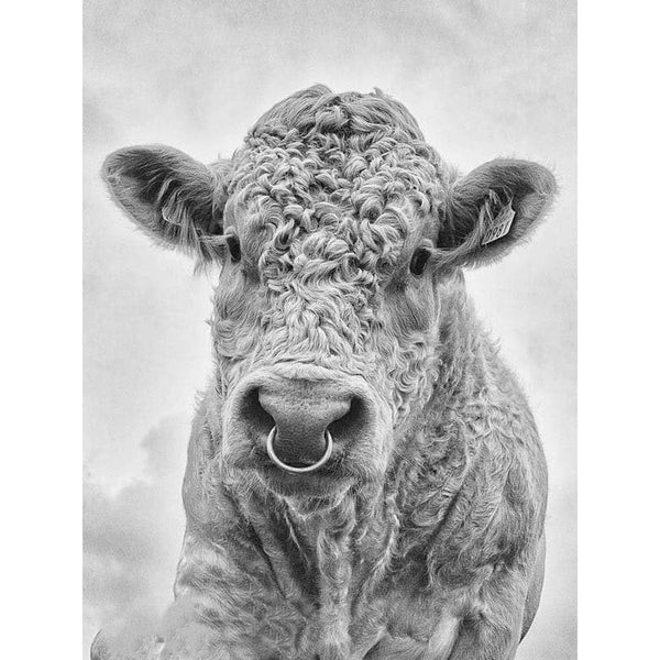 Irish Artefact Art Print 'Moo' - Dominique Beyens Photography-Nook & Cranny Gift Store-2019 National Gift Store Of The Year-Ireland-Gift Shop