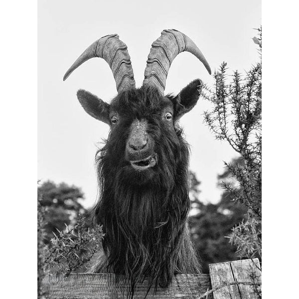 Irish Artefact Art Print 'Ram~Ble' - Dominique Beyens Photography-Nook & Cranny Gift Store-2019 National Gift Store Of The Year-Ireland-Gift Shop