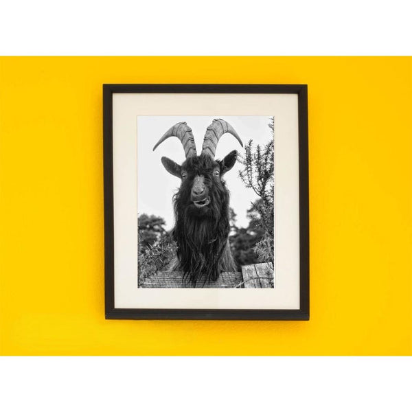 Irish Artefact Art Print 'Ram~Ble' - Dominique Beyens Photography-Nook & Cranny Gift Store-2019 National Gift Store Of The Year-Ireland-Gift Shop