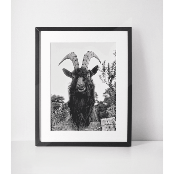Irish Artefact Art Print 'Ram~Ble' - Dominique Beyens Photography-Nook & Cranny Gift Store-2019 National Gift Store Of The Year-Ireland-Gift Shop