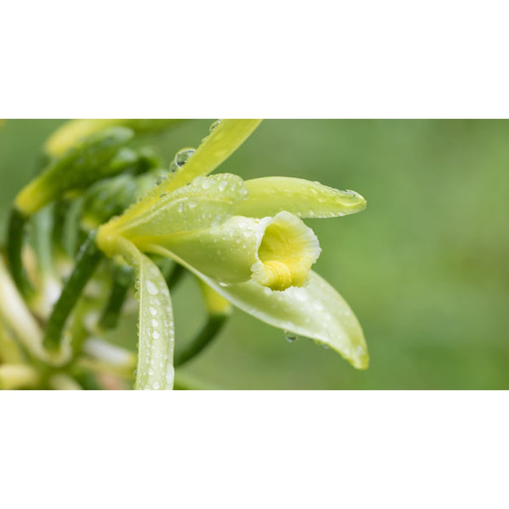 Julie Clarke Moroccan Amber & Mandarin Diffuser Refill Nook & Cranny