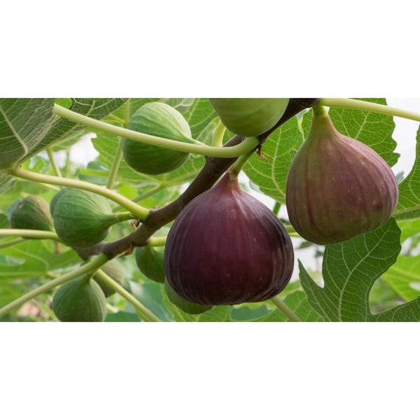 Julie Clarke - Wild fig, Vanilla, Blackcurrants Diffuser Refill-Nook & Cranny Gift Store-2019 National Gift Store Of The Year-Ireland-Gift Shop