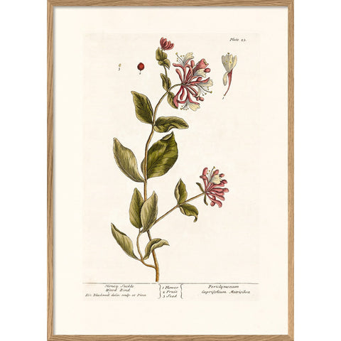 Honeysuckle - Oak style framed print-Nook & Cranny Gift Store-2019 National Gift Store Of The Year-Ireland-Gift Shop