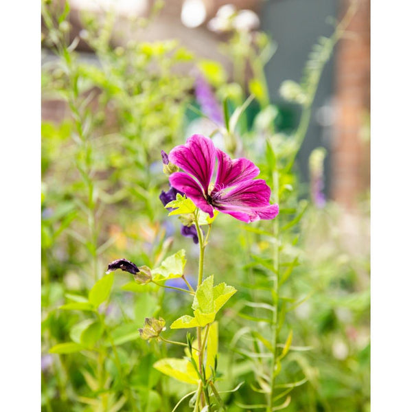 Mini Blossombs - The Gift of Nature, Hooray! Let's Party!-Nook & Cranny Gift Store-2019 National Gift Store Of The Year-Ireland-Gift Shop