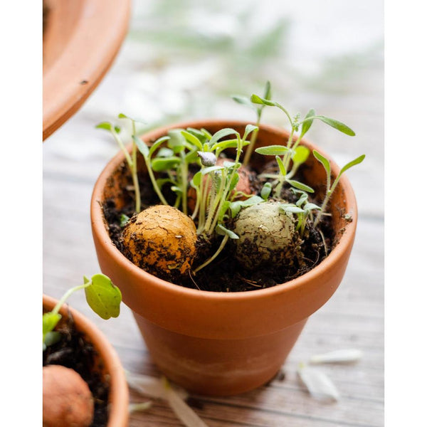 Mini Blossombs - The Gift of Nature, Hooray! Let's Party!-Nook & Cranny Gift Store-2019 National Gift Store Of The Year-Ireland-Gift Shop