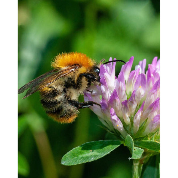 Mini Blossombs - The Gift of Nature (I love you)-Nook & Cranny Gift Store-2019 National Gift Store Of The Year-Ireland-Gift Shop