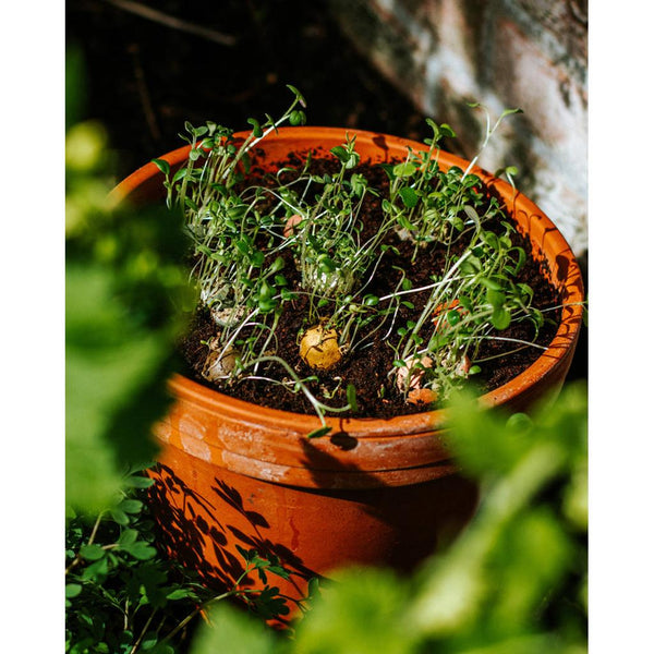Mini Blossombs - The Gift of Nature (I love you)-Nook & Cranny Gift Store-2019 National Gift Store Of The Year-Ireland-Gift Shop