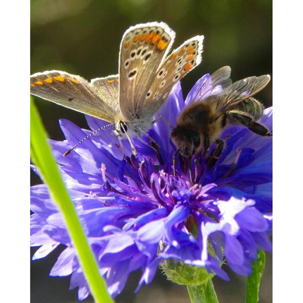 Blossombs - The Gift of Nature - Dear Teacher, thank you for helping me grow!-Nook & Cranny Gift Store-2019 National Gift Store Of The Year-Ireland-Gift Shop