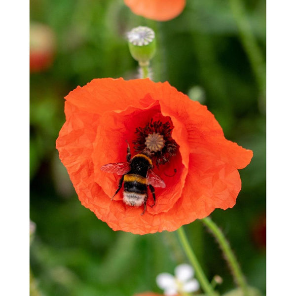 Mini Blossombs - The Gift of Nature, Hooray! Let's Party!-Nook & Cranny Gift Store-2019 National Gift Store Of The Year-Ireland-Gift Shop