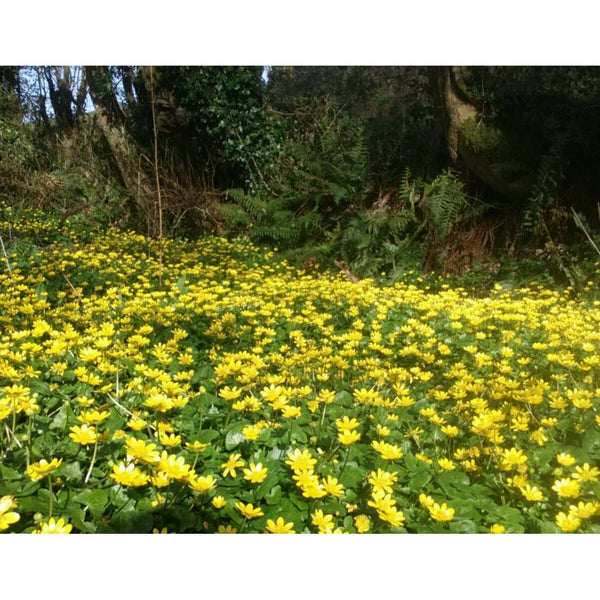Burren Collection - The Yellow Flowers-Nook & Cranny Gift Store-2019 National Gift Store Of The Year-Ireland-Gift Shop