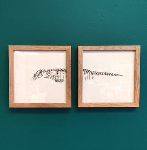 Seacow (Sirenia) Skeleton - Framed Split Print-Nook & Cranny Gift Store-2019 National Gift Store Of The Year-Ireland-Gift Shop