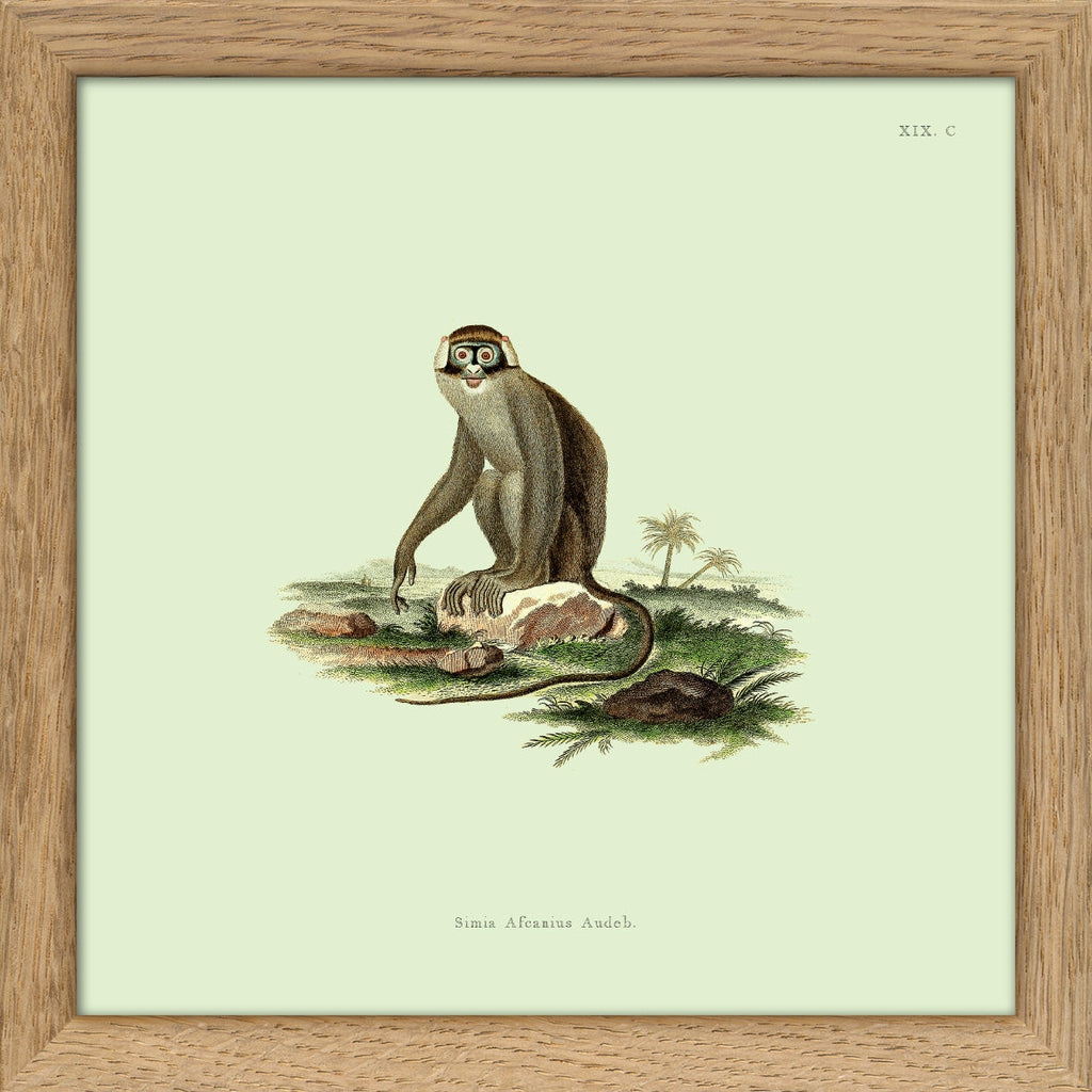 Monkey - Framed Print-Nook & Cranny Gift Store-2019 National Gift Store Of The Year-Ireland-Gift Shop